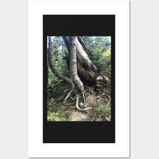 Beautiful Tree Roots Posters and Art